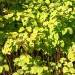 Managing Japanese Knotweed in Different Environments