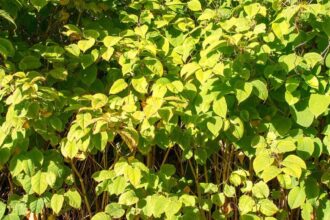 Managing Japanese Knotweed in Different Environments