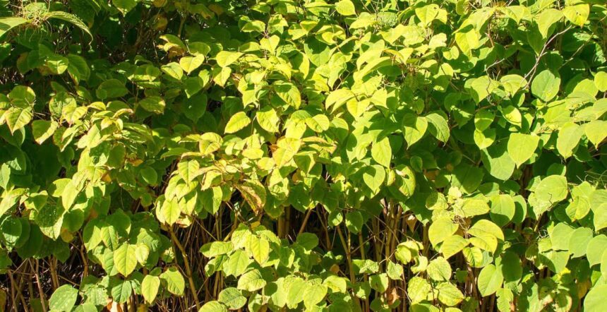 Managing Japanese Knotweed in Different Environments